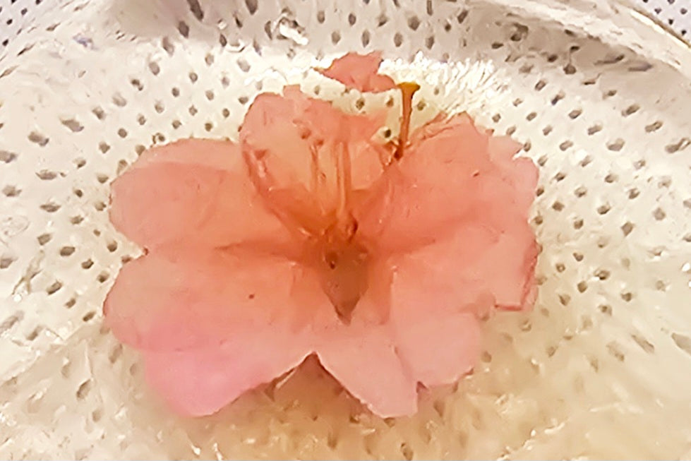 Gentle Amino Acid Soap - Hydrated, Healthy Skin